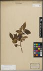 Foto von Salix pentandra L.